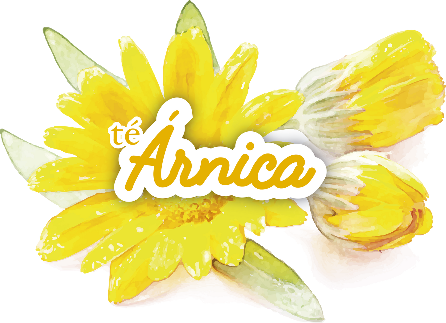TÉ DE ÁRNICA
