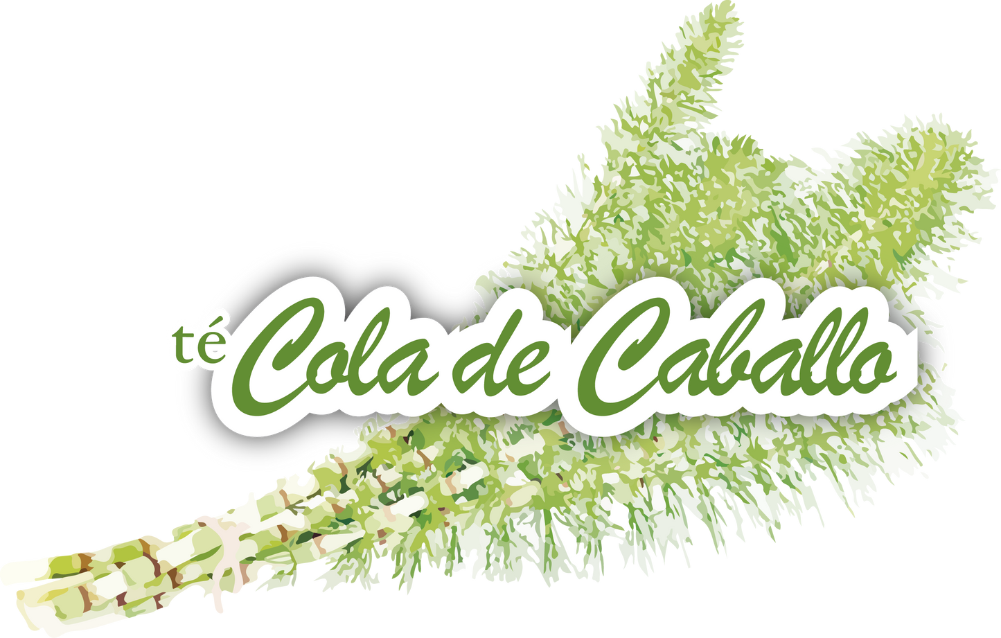 TÉ DE COLA DE CABALLO