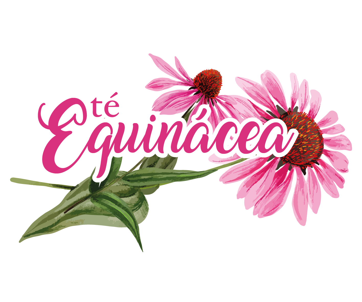 TÉ DE EQUINÁCEA